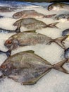 Black pomfret fish on frozen ice for sale at supermarket Royalty Free Stock Photo