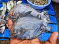 black pompret fish in hand in nice blur background hd Royalty Free Stock Photo