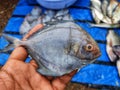 black pompret fish in hand in nice blur background hd Royalty Free Stock Photo
