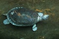 Black pond turtle Royalty Free Stock Photo