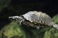 Black pond turtle Royalty Free Stock Photo