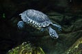 Black pond turtle Geoclemys hamiltonii Royalty Free Stock Photo