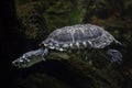 Black pond turtle Geoclemys hamiltonii Royalty Free Stock Photo