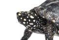 Black pond turtle, Geoclemys hamiltonii, isolated Royalty Free Stock Photo