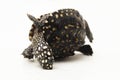 black pond turtle (Geoclemys hamiltonii), the spotted pond turtle or the Indian spotted turtle white background Royalty Free Stock Photo