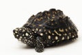 black pond turtle (Geoclemys hamiltonii), the spotted pond turtle or the Indian spotted turtle white background Royalty Free Stock Photo