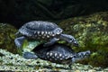 Black pond turtle (Geoclemys hamiltonii) Royalty Free Stock Photo