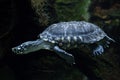 Black pond turtle (Geoclemys hamiltonii)