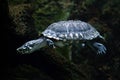 Black pond turtle (Geoclemys hamiltonii) Royalty Free Stock Photo