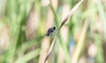 Black Pondhawk Erythemis attala Dragonfly Perched on Dried Grass Royalty Free Stock Photo