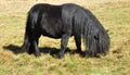 Black pony