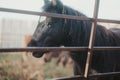 Black pony behind a fence on a farm Royalty Free Stock Photo