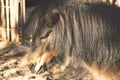 Black pony closeup