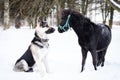 Black pony with dog walks outdoor at winter