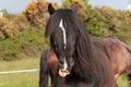 A black pony with his tongue out