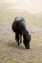 black pony horse is grazing on the farm. ponies are walking across the field. green lawn and ponies. ponies graze in the