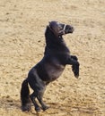 Black pony with long mane stand on the sand