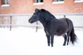 Black pony in manege at winter day