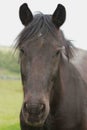 Black pony portrait