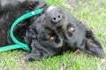 Black pooch dog lying upside down on green grass