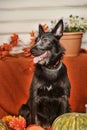 Black pooch with pumpkins