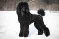 Black Poodle Royalty Free Stock Photo