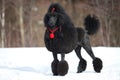 Black Poodle Royalty Free Stock Photo