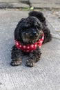Black poodle breed Royalty Free Stock Photo
