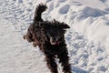 Black poodle briskly runs through the snow in the daytime