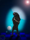 Dancing diso music dog Royalty Free Stock Photo