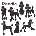 Black poodle,dog in action,happy dog