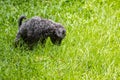 Black poodle dog does poo on green glass Royalty Free Stock Photo