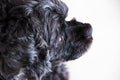 Black poodle dog is doing face skepticism.