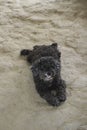 Black poodle dog Royalty Free Stock Photo