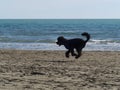 Black poodle dog running fast on the beach Royalty Free Stock Photo