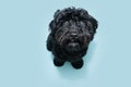 Black poodle dog with sweet eyes expression. Isolated on blue pastel background