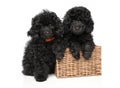 Black poodle puppies with a wicker basket Royalty Free Stock Photo