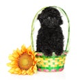 Black poodle puppy in a basket with a sunflower Royalty Free Stock Photo