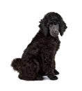 Black poodle puppy