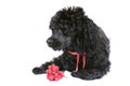 Black poodle with red carnation