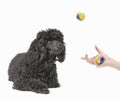 Black poodle watching ball in mid air