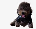 A black poodle wearing Leather jacket dress.