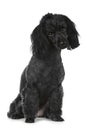 Black poodle on white background