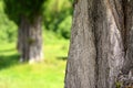 Black poplar bole Royalty Free Stock Photo