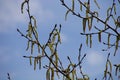 Black poplar branches on wood with long hanging flowers Royalty Free Stock Photo