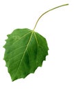 Black poplar Leaf Royalty Free Stock Photo