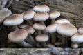 Black poplar mushrooms Cyclocybe cylindracea on the tree stump