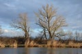 Black poplar near a large river in the evening reflections on the water surface has a distinct habitus black,  poplar. sunny day, Royalty Free Stock Photo