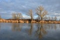 Black poplar near a large river in the evening reflections on the water surface has a distinct habitus black,  poplar. sunny day, Royalty Free Stock Photo