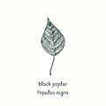 Black poplar Populus nigra leaf. Ink black and white doodle drawing